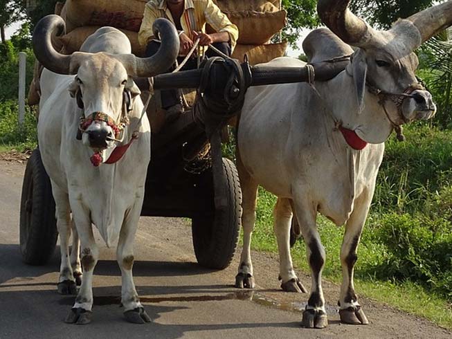 Oxen are regarded as sacred animals by many in India and people that kill them for meat often become the victims of mob violence
