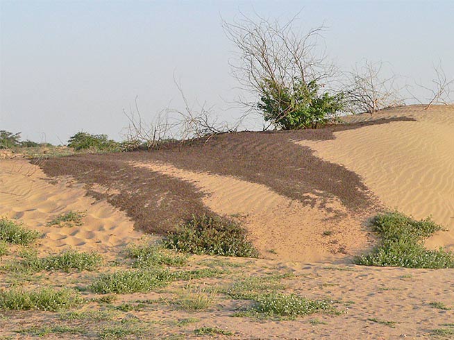 Dense hopper bands of immature desert locusts on the march in Sudan. Hoppers develop in up to six stages in about 30-40 days, and adults usually take two to four months to fully mature