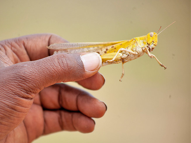 The desert locust is considered the most dangerous migratory pest on earth [image credit: FAO]